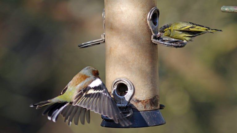 A close-up of two birds eating at a bird feeder